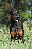 DOBERMANN 022